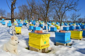Dog in the apiary "honey river" guards bees in February