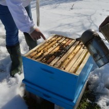 The first check of bees in February on the apiary "Honey River".